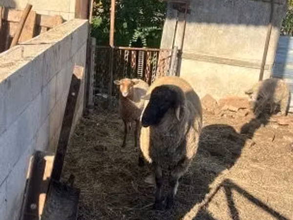 Qoyunlar (partiya, cinsi göstərilməyib), Cameroon sheep