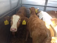 Bulle, Simmental cattle — Foto 3