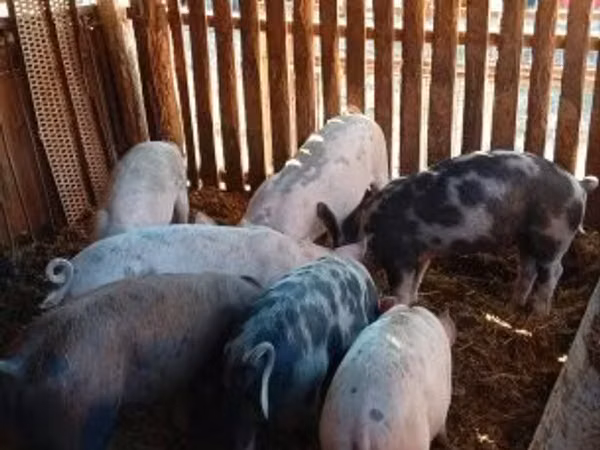 Eber, Schweine