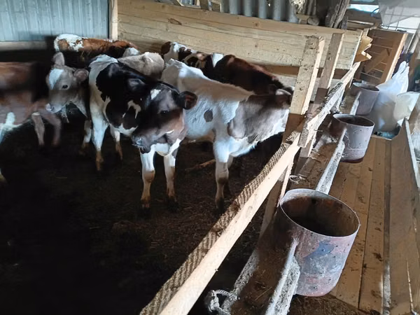 Vaca, Ganado vacuno