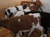 Bull, Limousin cow — photo 7