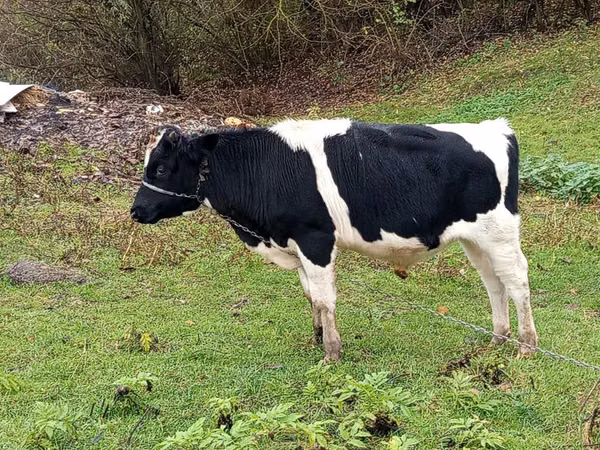 公牛, Russian Black pied cattle