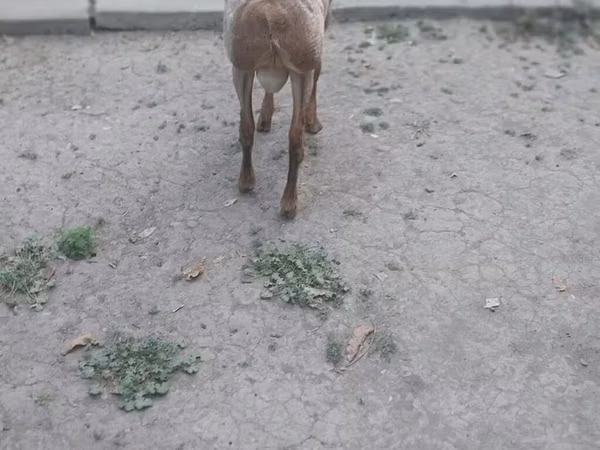 Berbec, Oi