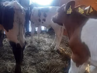 Buğa, Simmental cattle — foto 3