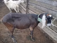 Capră, Nubian Goat — foto 3