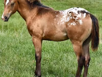 Mare, Appaloosa — photo 4