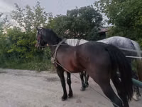 Cavalo, Soviet Heavy draft — foto 3