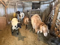 母羊, Sheep — 照片 5