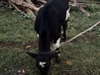 Toro, Ganado vacuno — foto 3