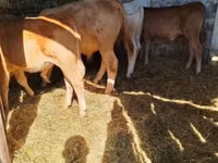 Bou, Simmental cattle — foto 5