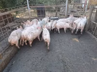 Vier, Porci — foto 6