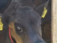 Bovinos (lote, sexo não especificado), Russian Black pied cattle — foto 2