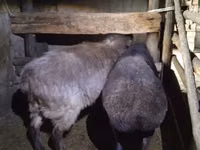 Qoyun, Adal sheep — foto 2