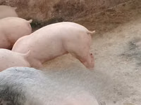 नर सूअर — फ़ोटो 2