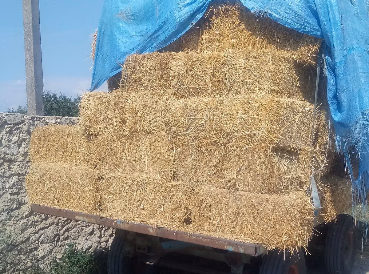 Paie de grîu tiucuri baloți