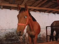 Aygʻir, Manipuri pony — 6-rasm