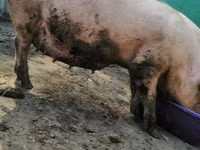 Scroafă, Porci — foto 2