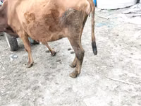 Cow, Cattle — photo 7