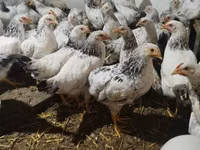 Chickens — الصورة 5
