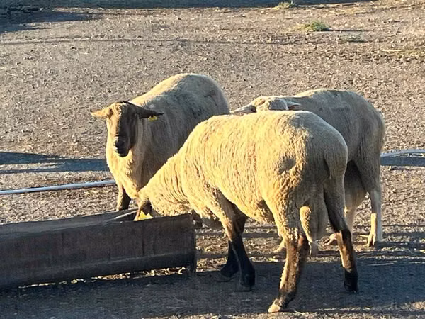 Ram, Hampshire sheep