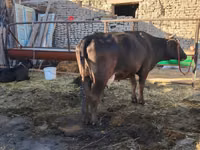 Vaca, Swedish red cattle — foto 1