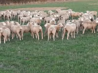 母羊, Ile-de-France sheep — 照片 2