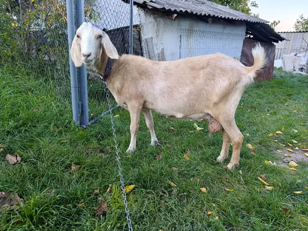 نعجة, الأغنام — مولدوفا