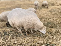 Кочкор, Бардока койу — сүрөт 1