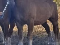 公马, Horses — 照片 2