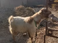 母山羊, Alpine goat — 照片 2