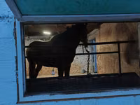 Hengst, Arabian horse — Foto 4