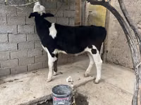 Sigir, Russian Black pied cattle — 4-rasm