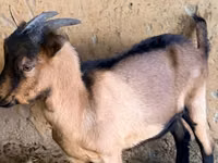 Țap, Alpine goat — foto 2