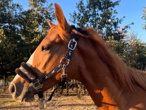 公马, Quarter Horse
