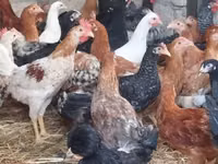Chickens — फ़ोटो 1