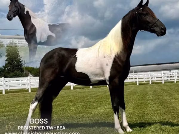 Cal, Tennessee Walking Horse