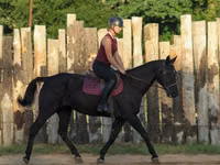 Iapă, Quarter Horse — foto 7