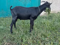 公山羊, Murcia-Granada goats — 照片 3