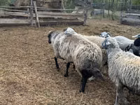 Berbec, Karakul sheep — foto 3