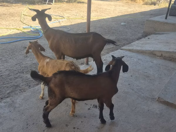 Ziege, Alpine goat