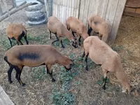 Brebis, Cameroon sheep — photo 1