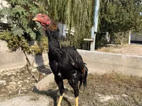 Chickens — 照片 2