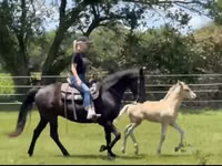 At, Rocky Mountain Horse — foto 6