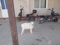 كبش, الأغنام — الصورة 2