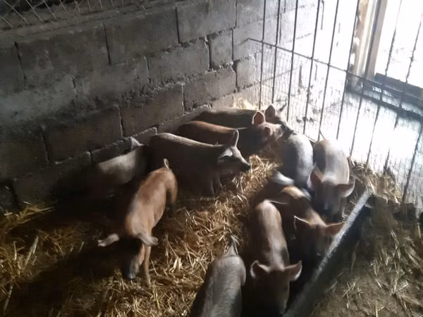 Vier, Porci — Republica Moldova