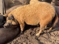Porcs (lot, sexe non indiqué) — photo 1