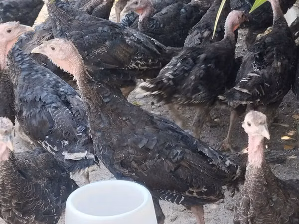 برونز