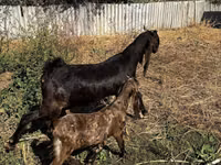 Goat, Kamori goats — photo 1