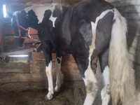 Mare, Horses — photo 2