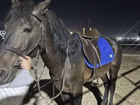 公马, Horses — 照片 2